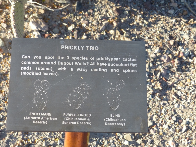 Three types of prickly pear